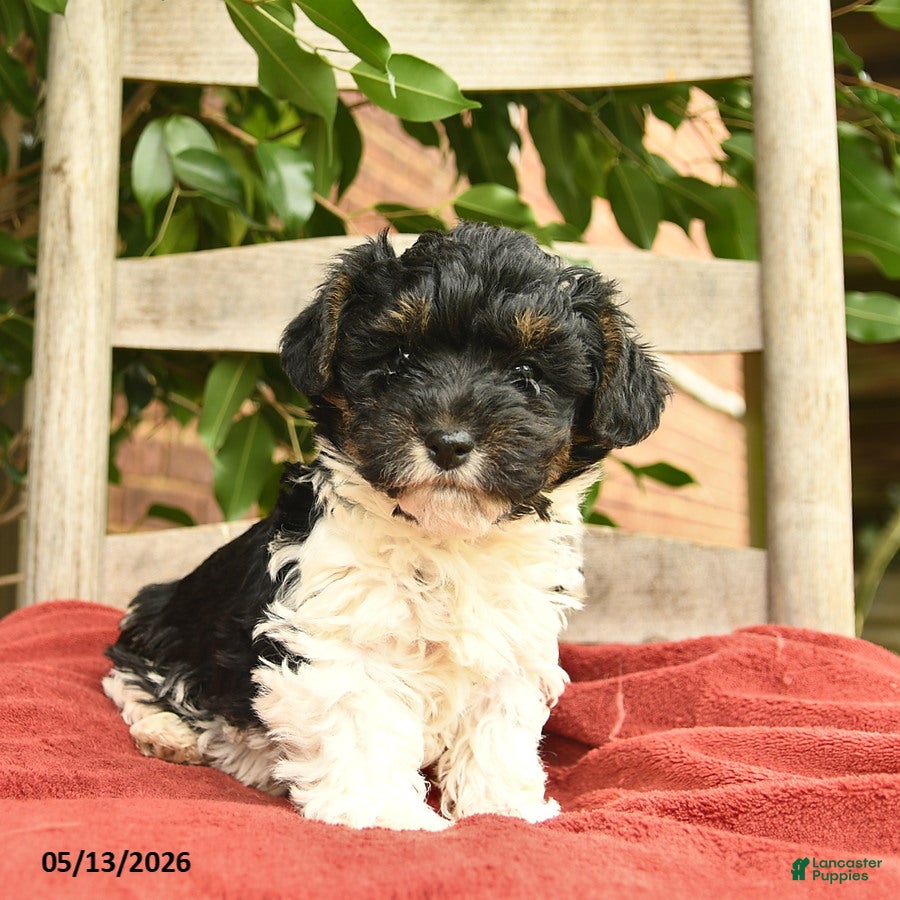 Yorkiepoo dogs Cleo  - Ad 1