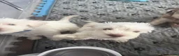 Miniature Schnauzer dogs for sale: Miniature Schnauzer Puppy 2 - Ad 4