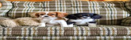 Cavalier King Charles Spaniel dogs for sale: Liam - Ad 4
