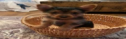 Yorkshire Terrier dogs for sale: Yorkshire Terrier 2  - Ad 6