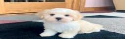 Lhasa Apso dogs for sale: Beau - Ad 5