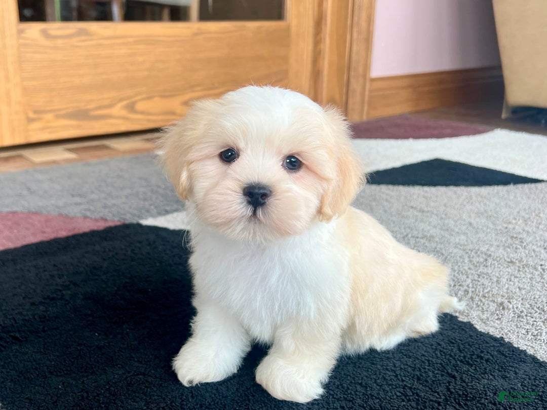 Lhasa Apso dogs for sale: Beau - Ad 5