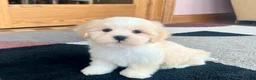 Lhasa Apso dogs for sale: Beau - Ad 10