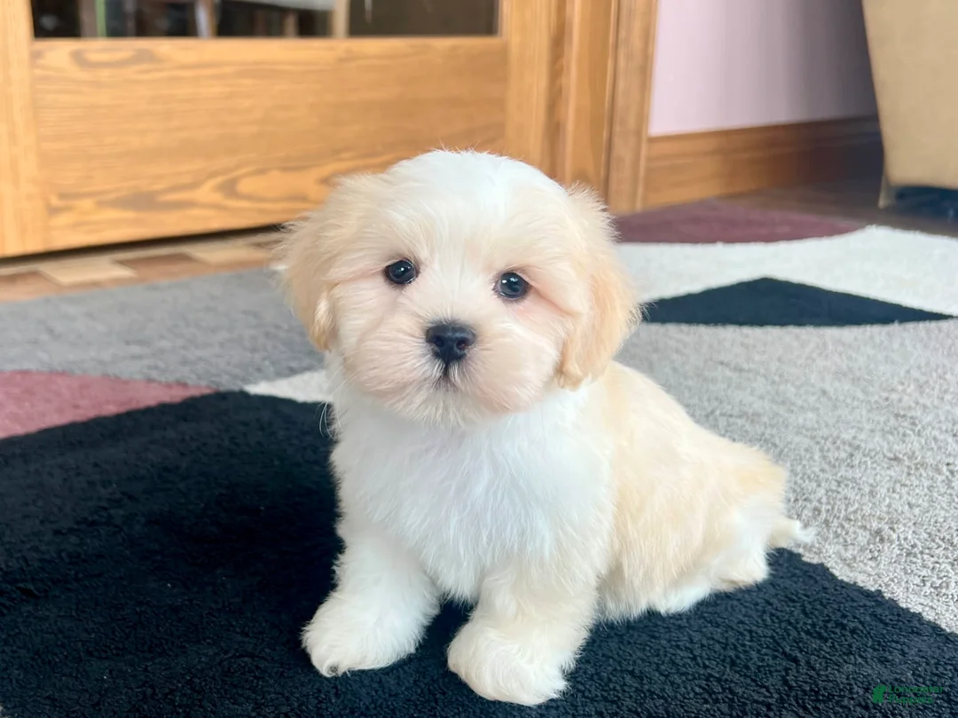 Lhasa Apso dogs for sale: Beau - Ad 10