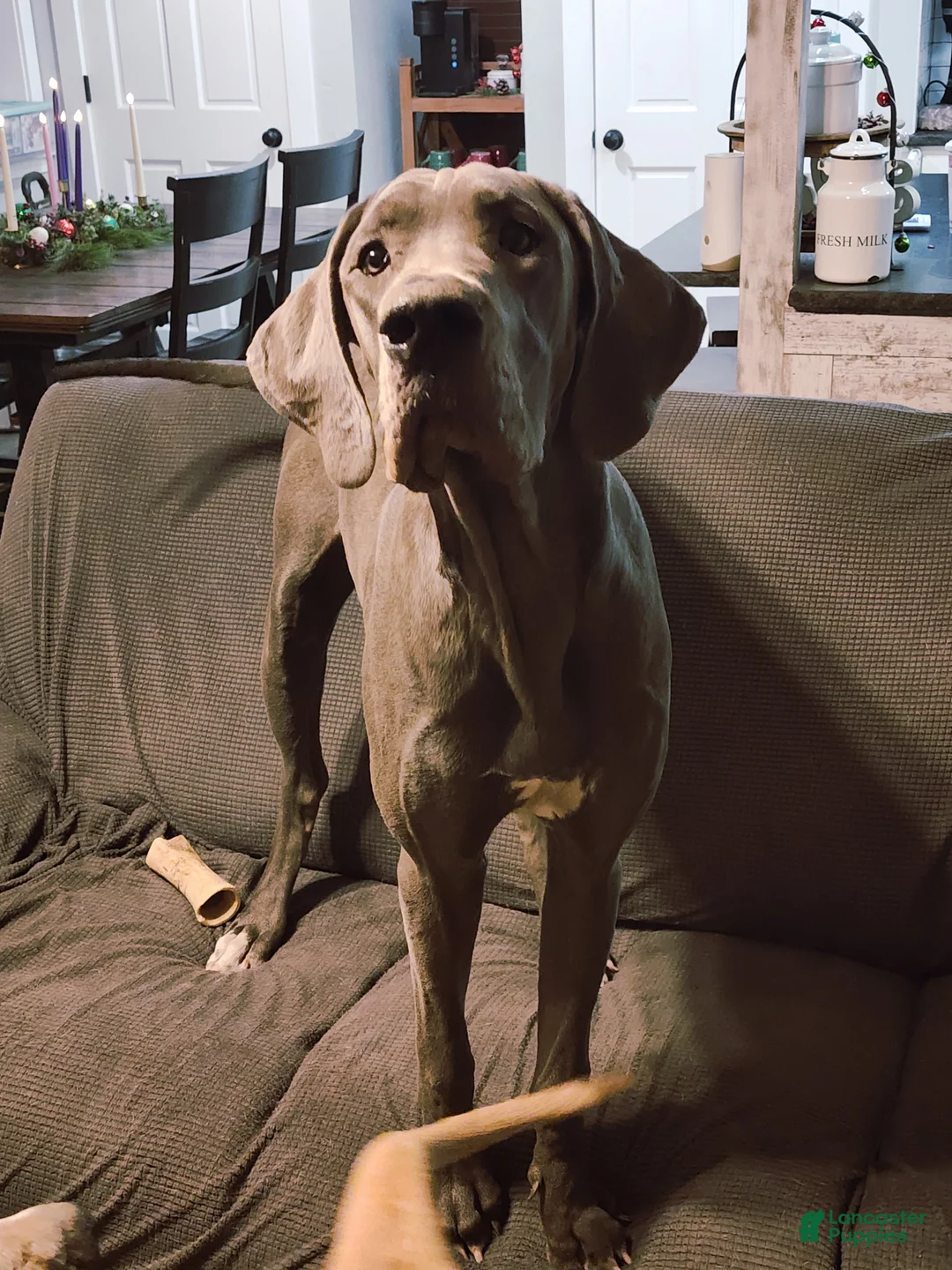 Great Dane dogs for sale: Great Dane Puppy 2 - Ad 2