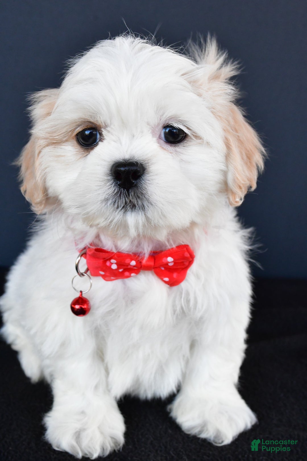 Shih Tzu dogs for sale: Riley - Ad 5