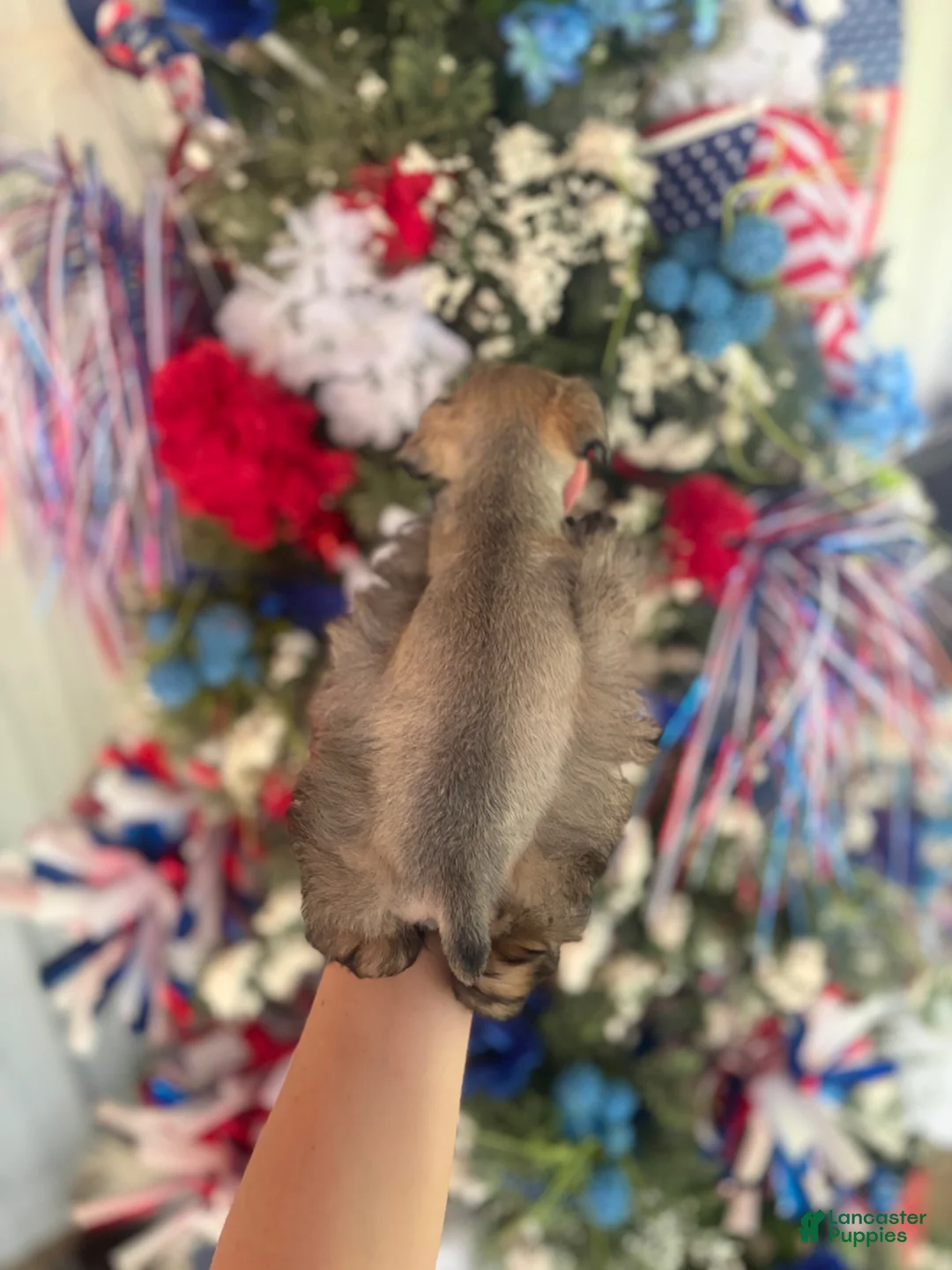Miniature Schnauzer dogs for sale: Miniature Schnauzer Puppy 1 - Ad 2