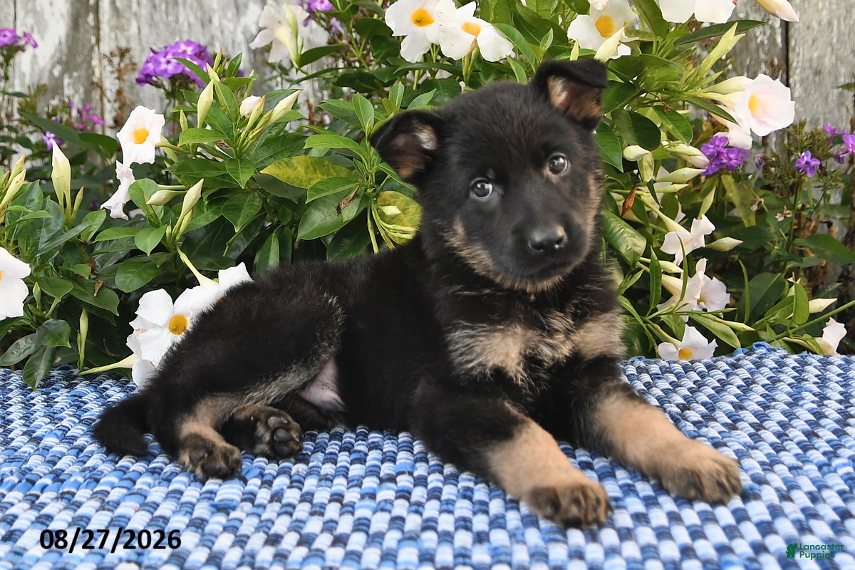 German Shepherd dogs Alfie - Ad 2