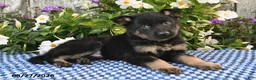 German Shepherd dogs for sale: Alfie - Ad 2
