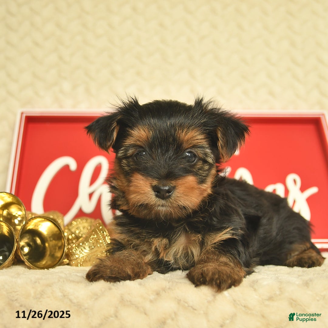 Yorkiepoo dogs for sale: Davon  - Ad 7