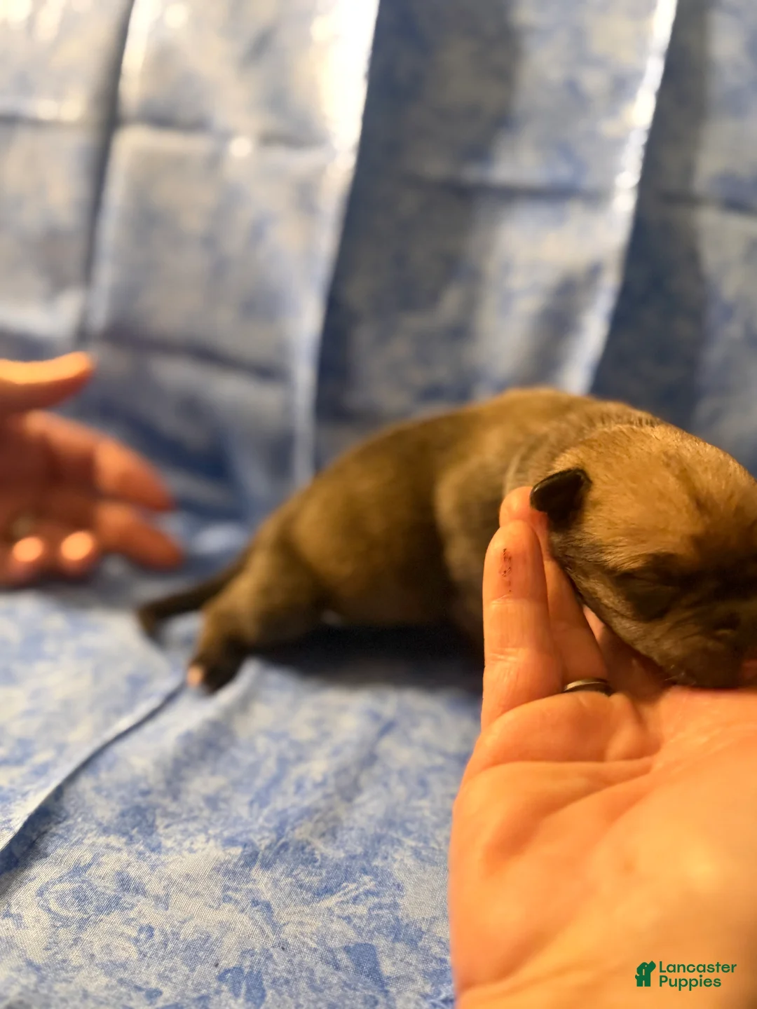 Cane Corso dogs for sale: Cane Corso Puppy 2 - Ad 2