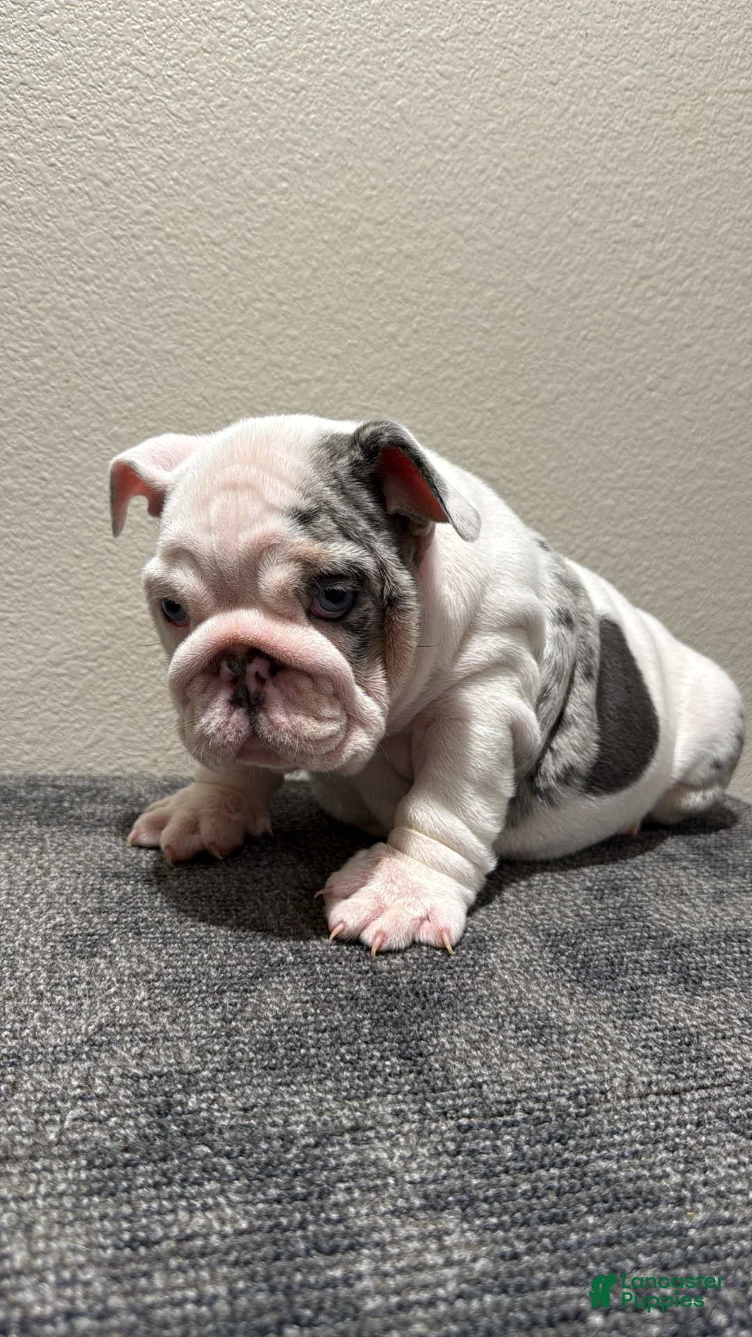 English Bulldog dogs for sale: English Bulldog Puppy 1 - Ad 6