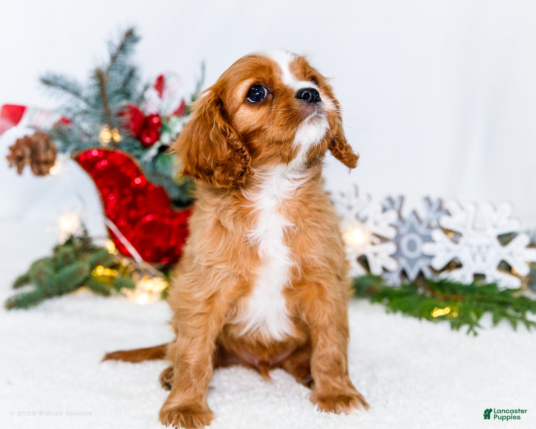 Cavalier King Charles Spaniel dogs for sale: Snowflake - Ad 5