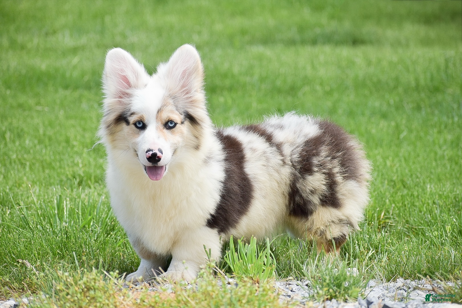 Welsh Corgi Pembroke dogs Lucas - Ad 1