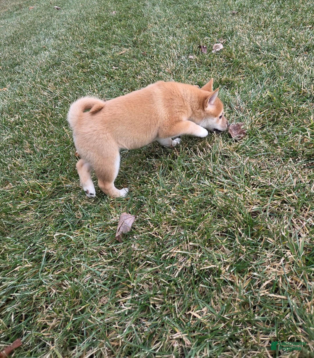 Shiba Inu dogs for sale: Luna - Ad 4