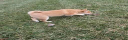 Shiba Inu dogs for sale: Luna - Ad 4