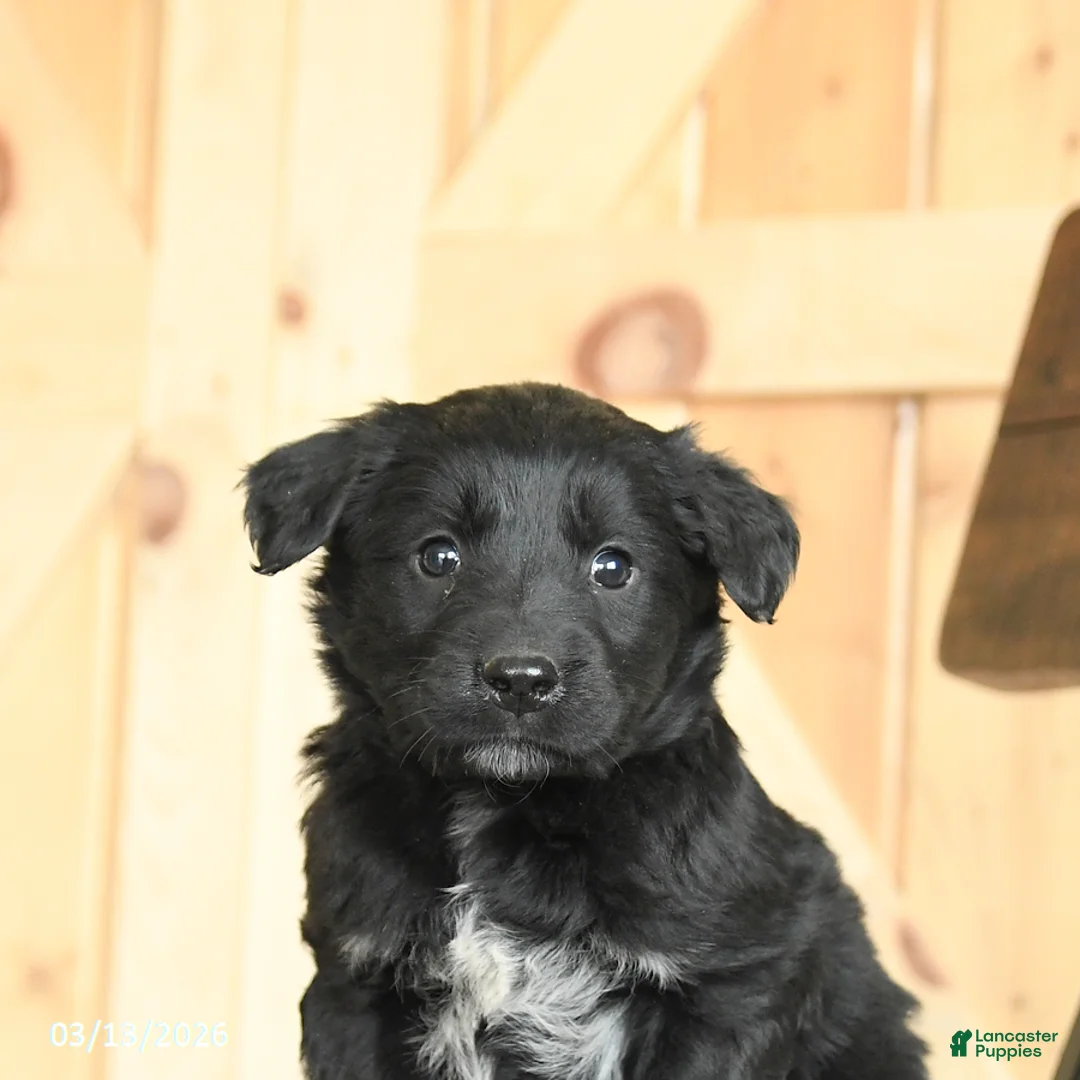 Mixed Breed dogs for sale: Renae - Ad 5