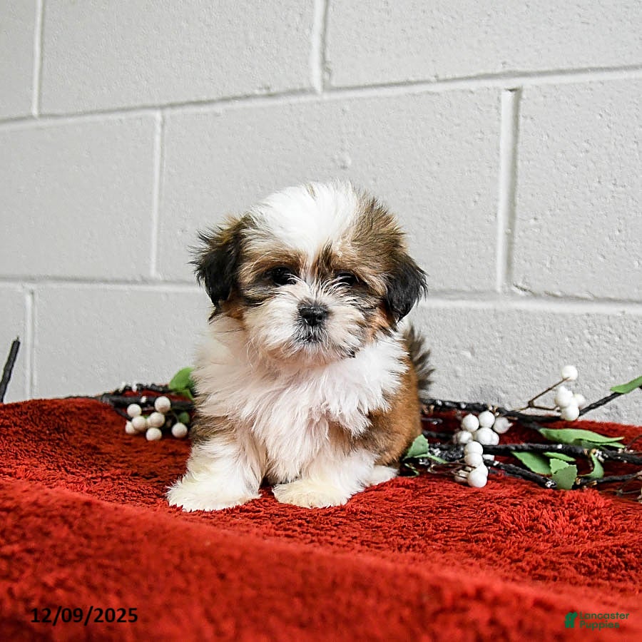Shih Tzu dogs Holly - Ad 20