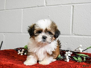 Shih Tzu dogs for sale: Holly - Ad 3