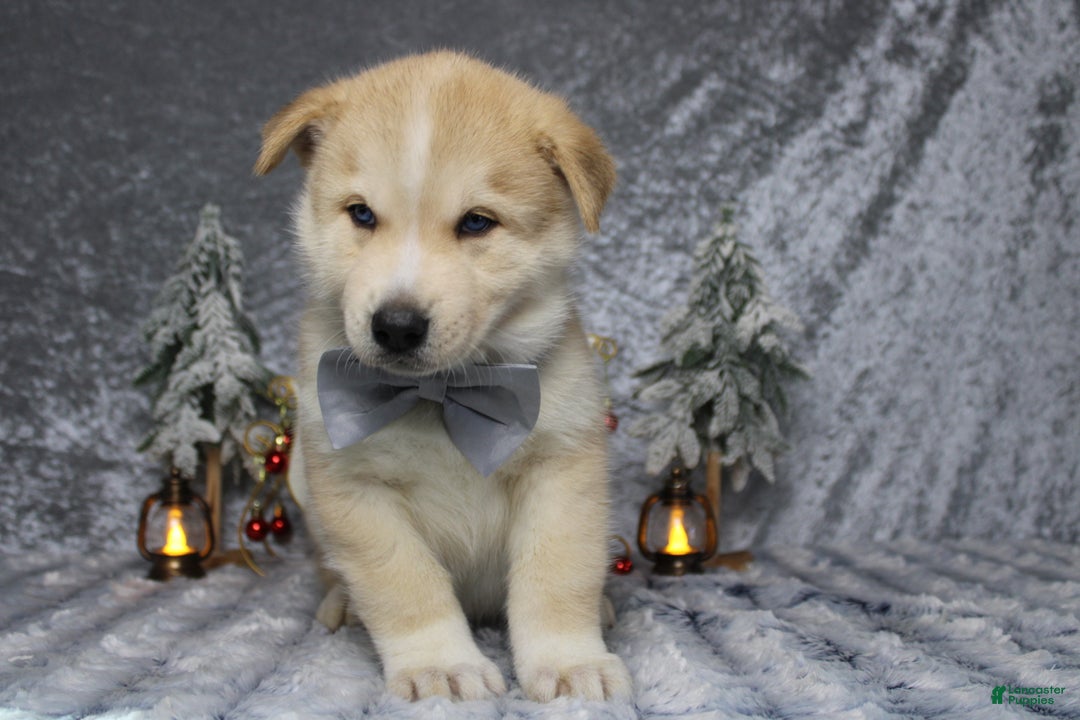 Pomsky dogs for sale: Fenrys - Ad 2