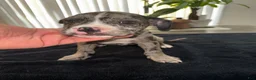 Mixed Breed dogs for sale: Merle 4 - Ad 5
