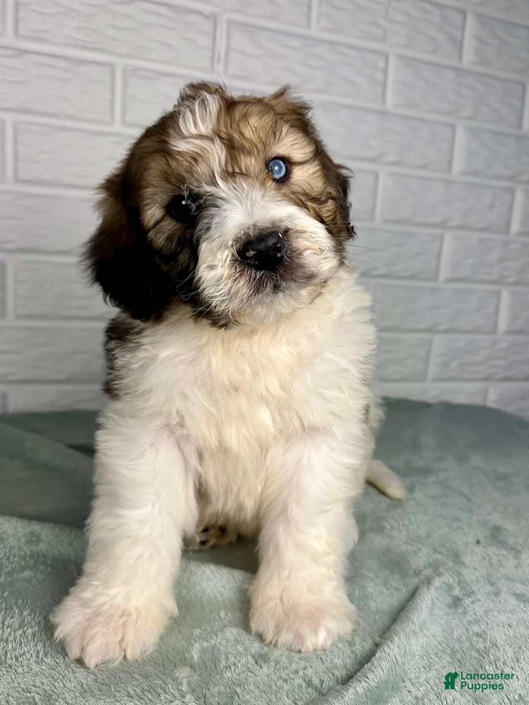 Saint Berdoodles dogs for sale: Dax - Ad 4