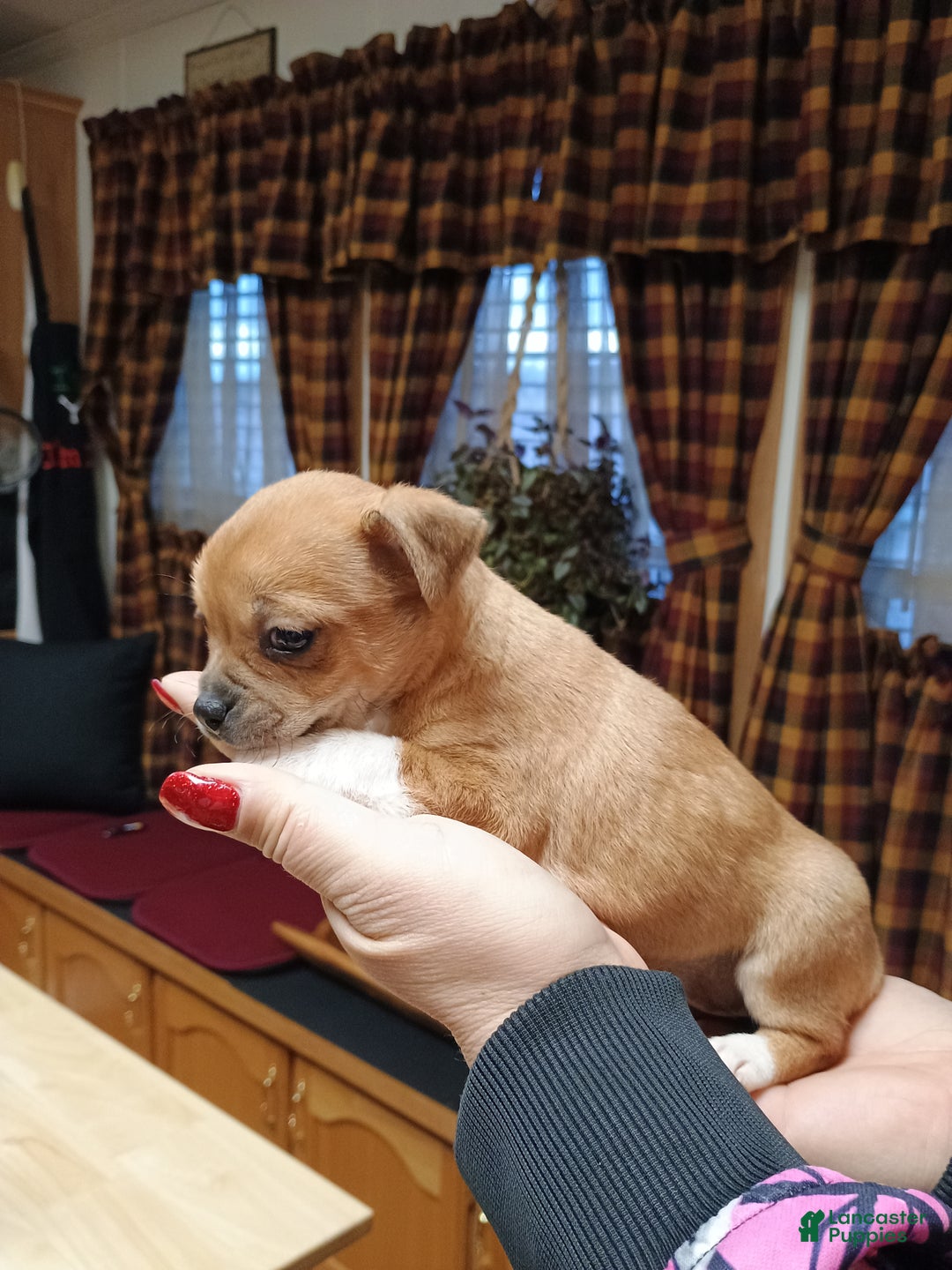 Chihuahua dogs for sale: Winnie - Ad 4