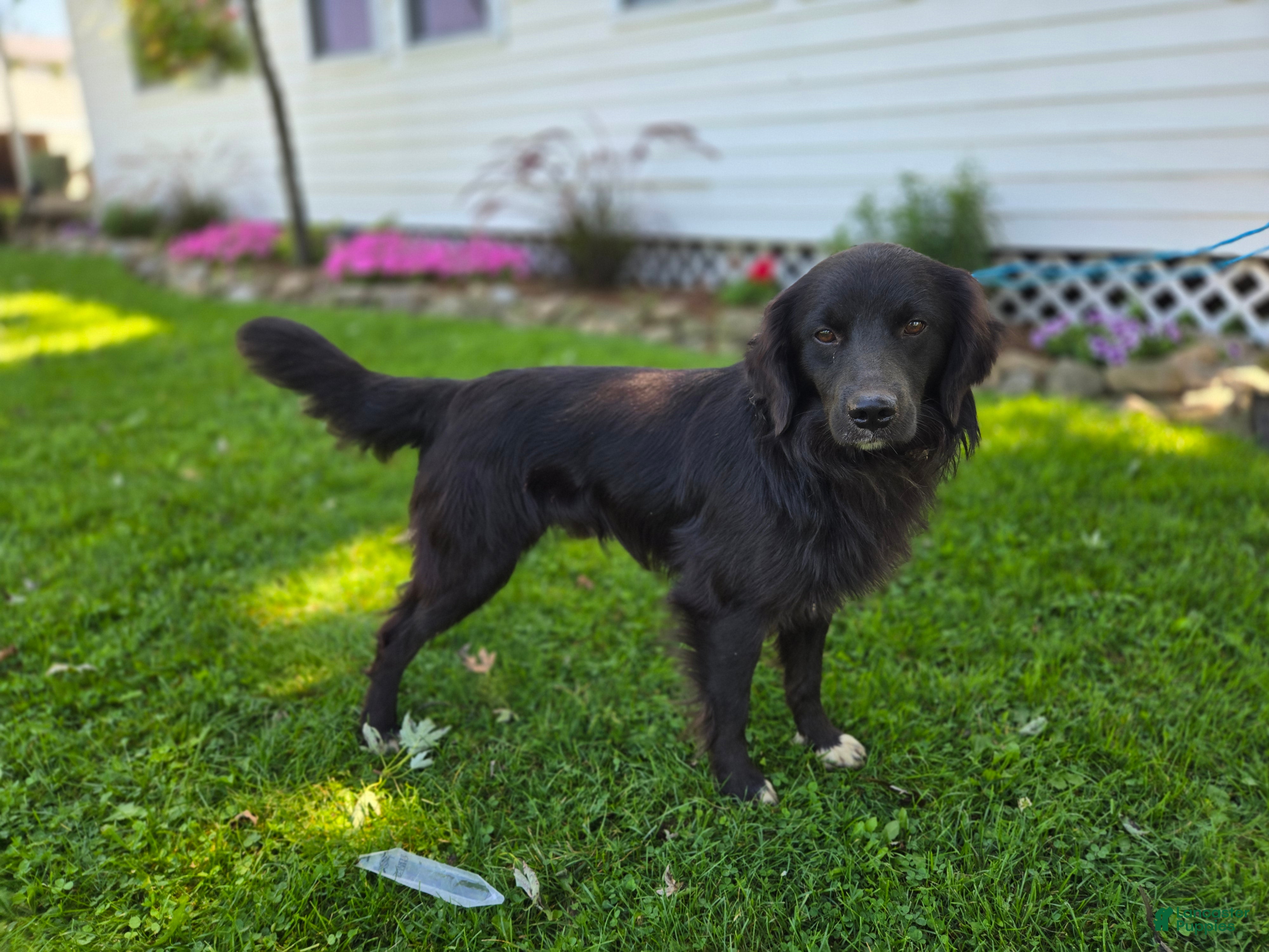Mixed Breed dogs Trigger - Ad 2