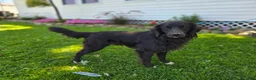 Mixed Breed dogs for sale: Trigger - Ad 2