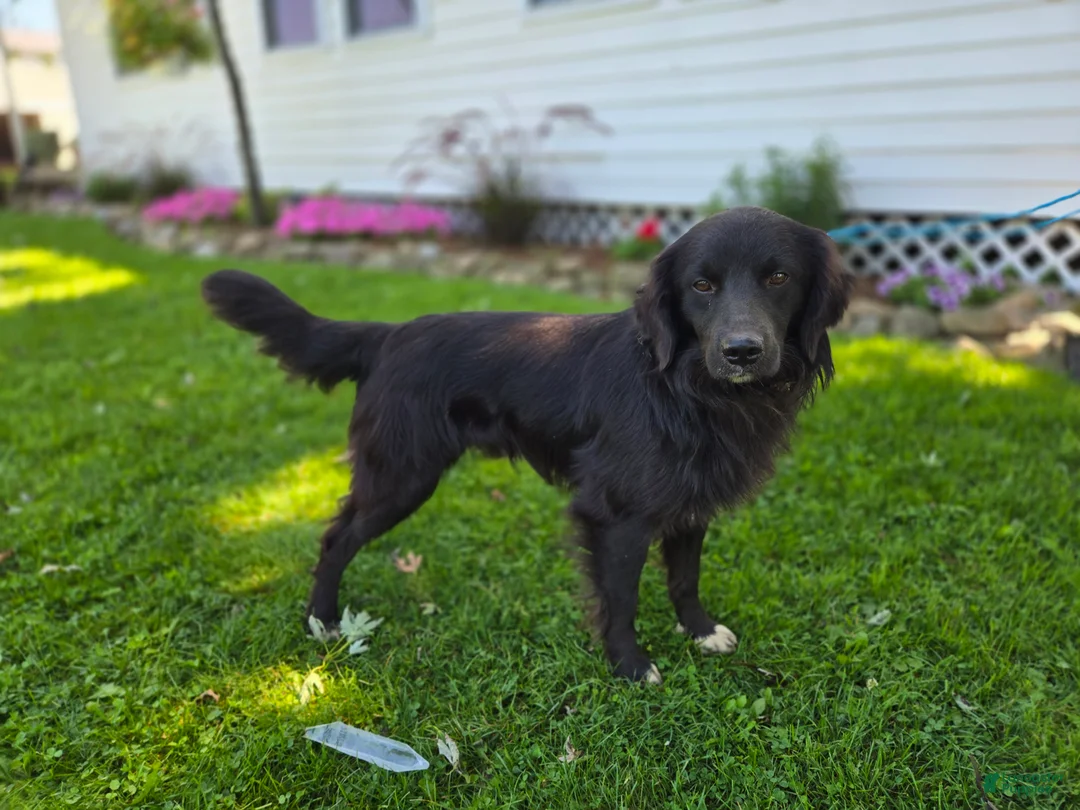Mixed Breed dogs for sale: Trigger - Ad 2
