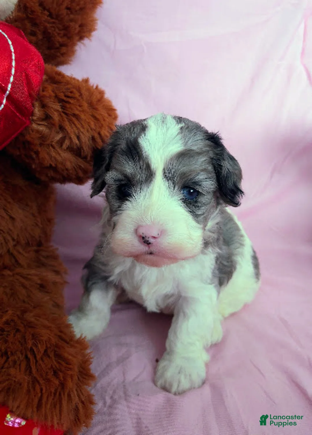 Cavapoo dogs for sale: Sven - Ad 6