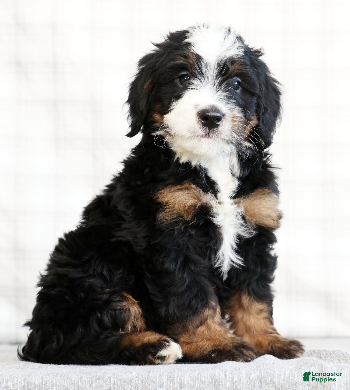 Mini Bernedoodle dogs Reid - Ad 2