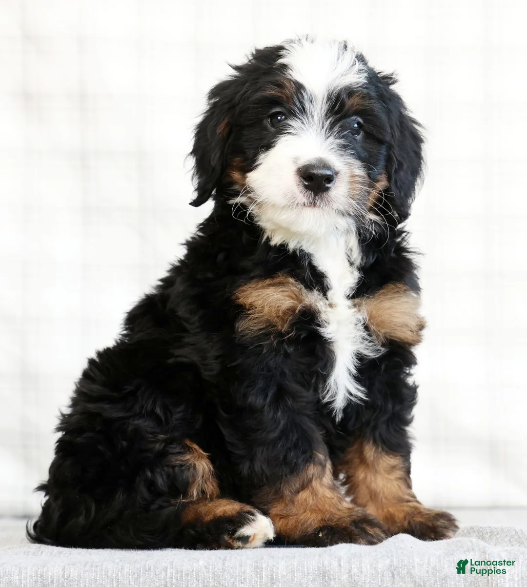 Mini Bernedoodle dogs for sale: Reid - Ad 2