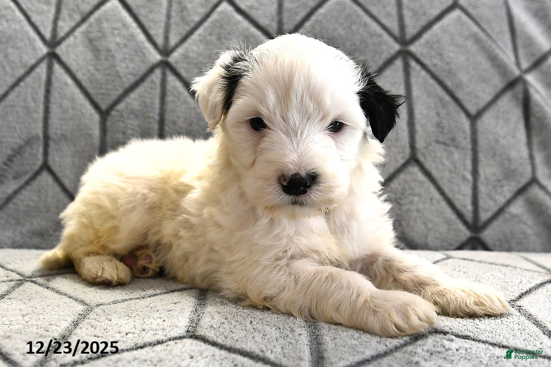 Portuguese Water Dog dogs for sale: Dream  - Ad 15