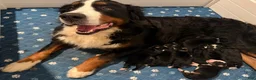 Bernese Mountain Dog dogs for sale: CamoGreen - Ad 31