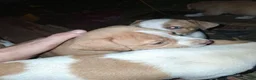 American Pit Bull Terrier dogs for sale: American Pit Bull Terrier 2 - Ad 2