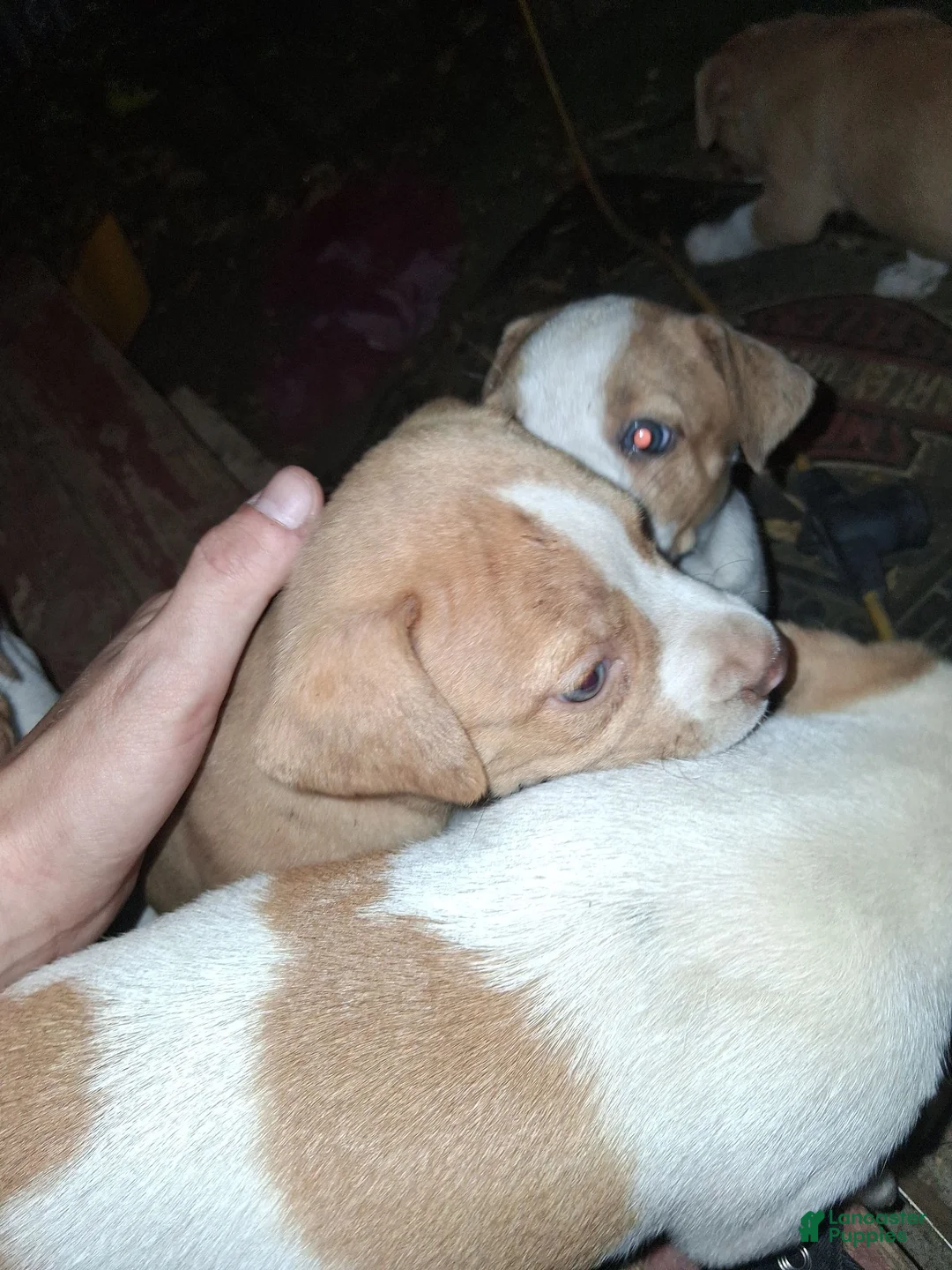 American Pit Bull Terrier dogs for sale: American Pit Bull Terrier 2 - Ad 2