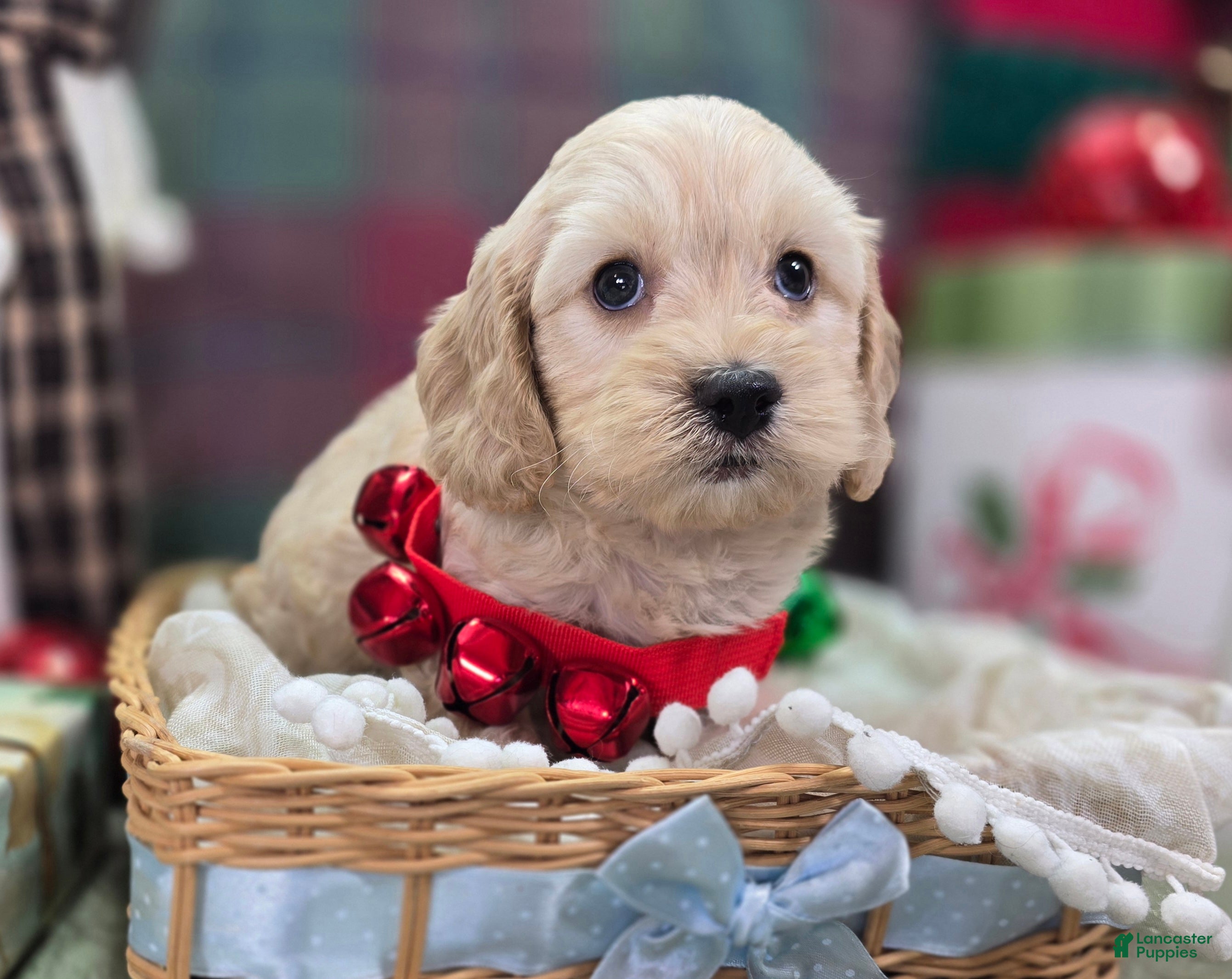 Cockapoo dogs Lieutenant Pete - Ad 38