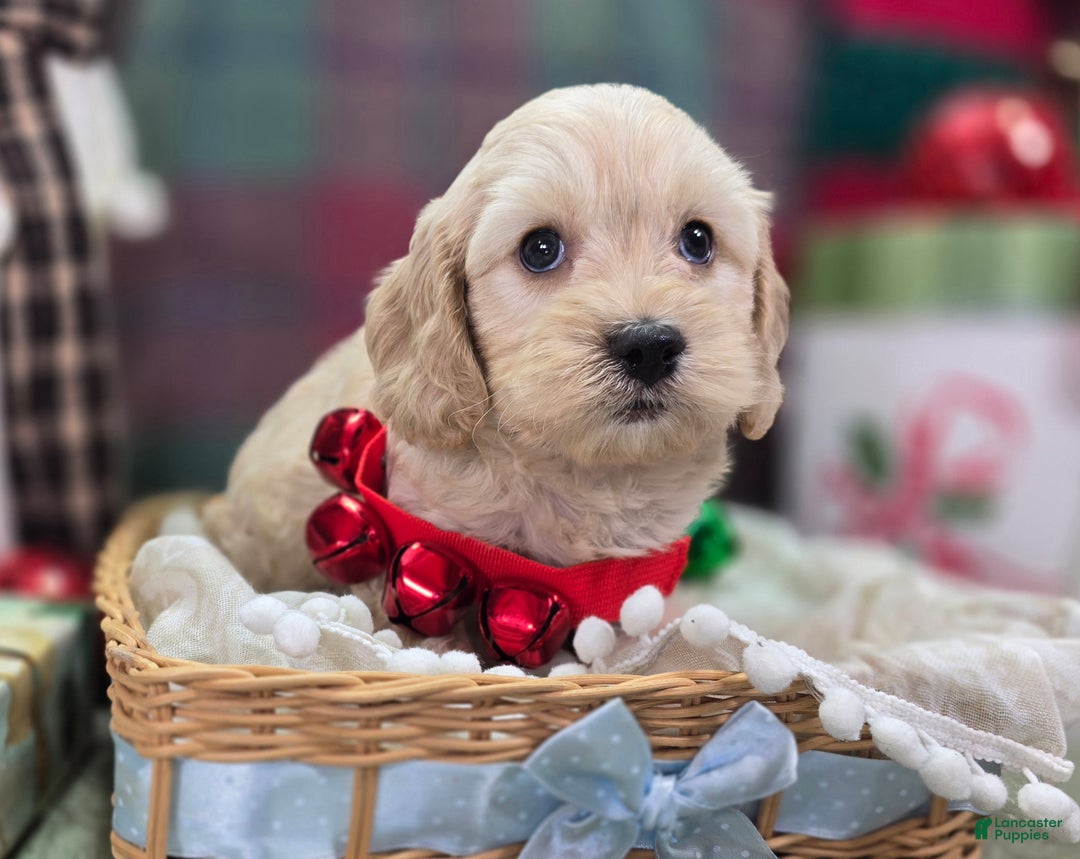 Cockapoo dogs for sale: Lieutenant Pete - Ad 17