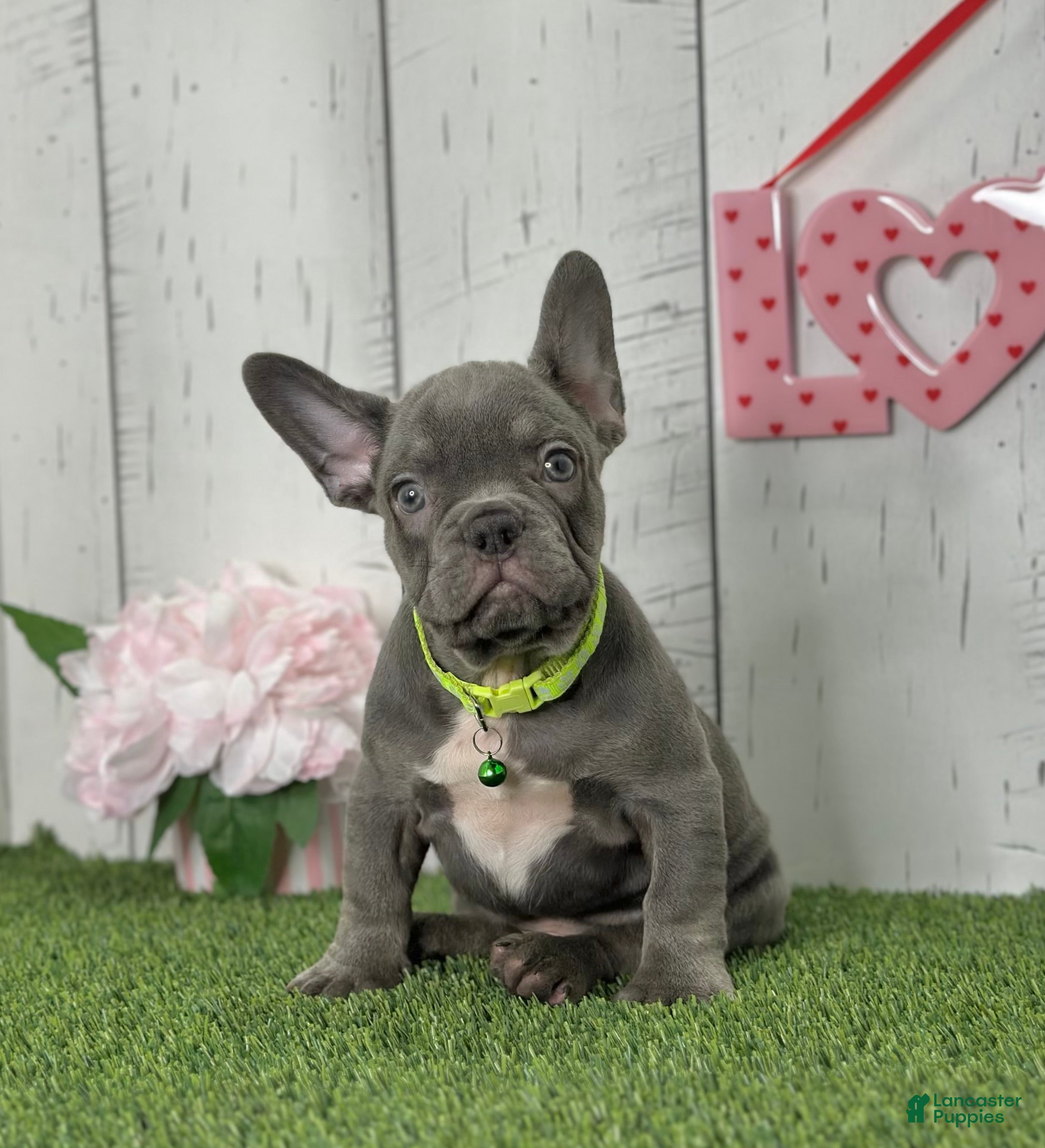 French Bulldog dogs Dallas - Ad 2