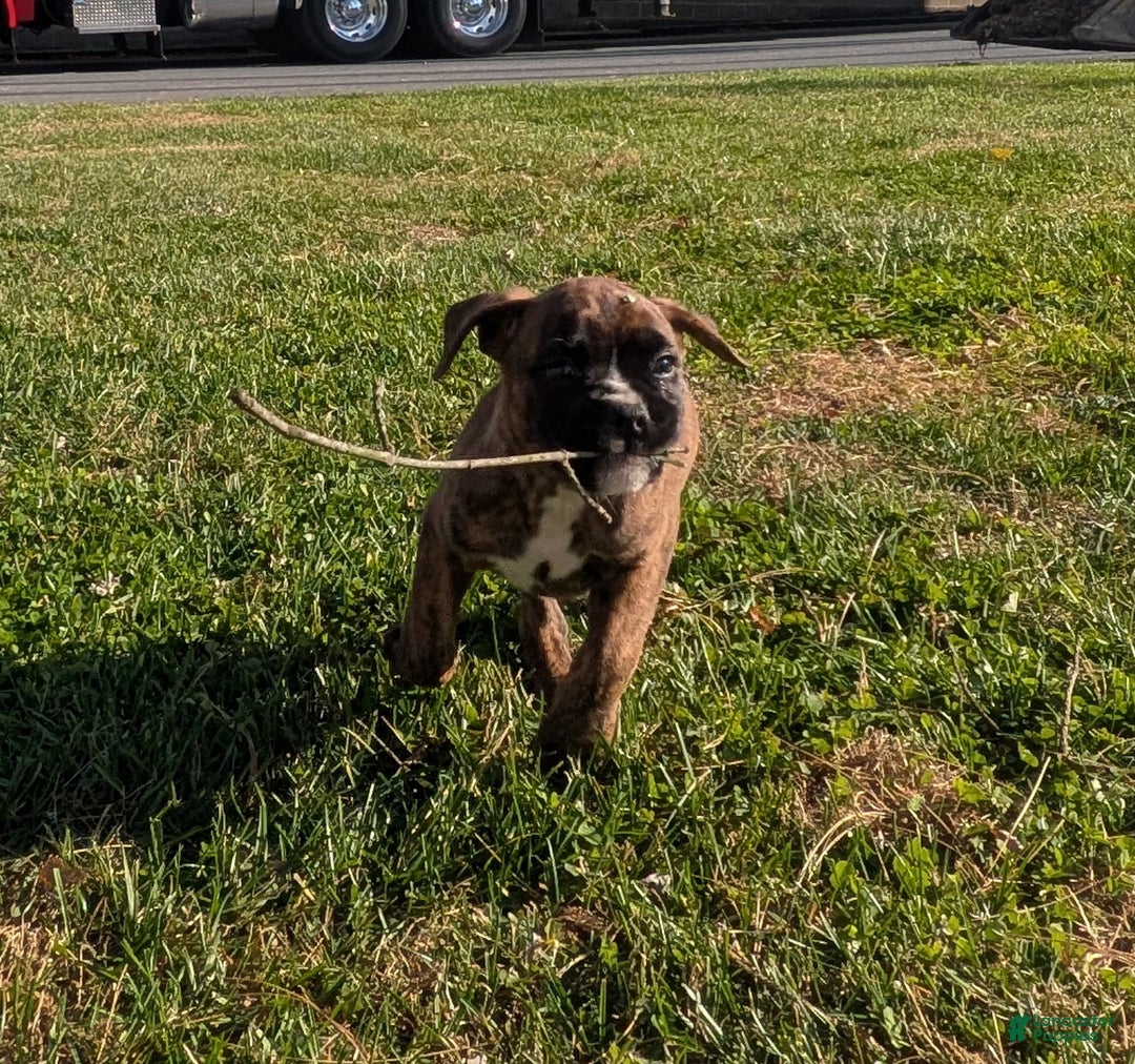 Boxer dogs for sale: Pierce - Ad 2
