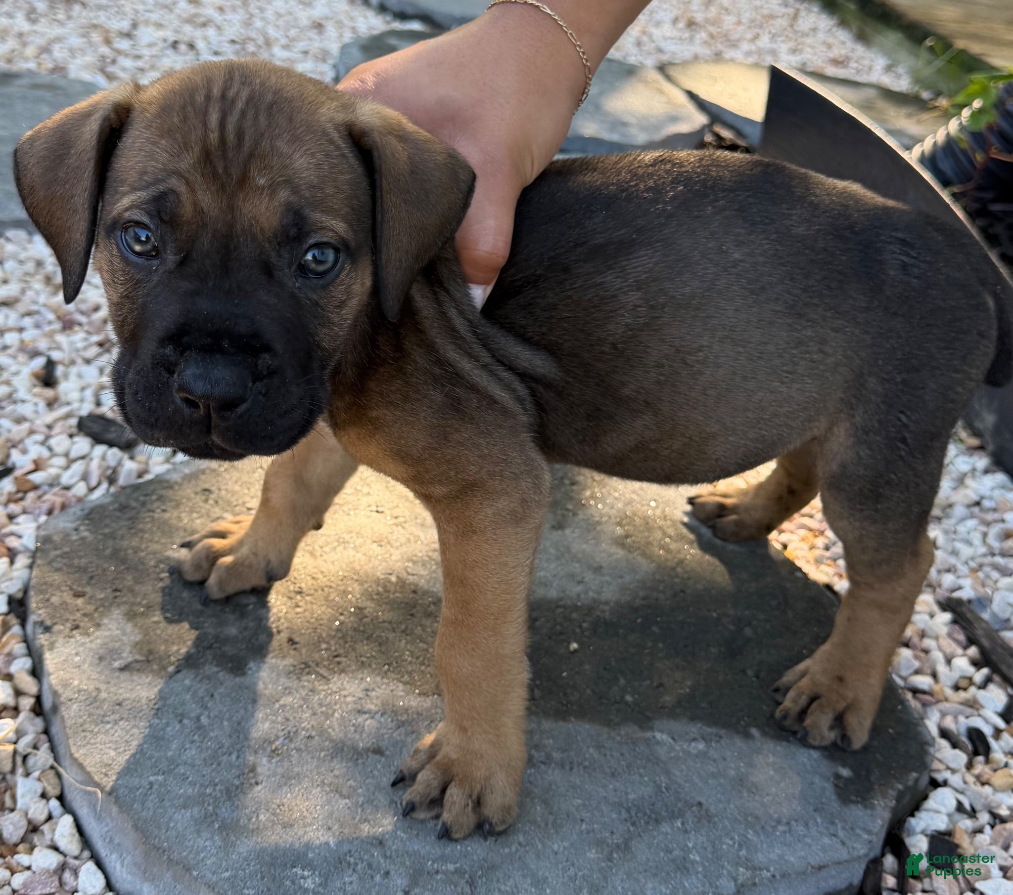 South African Boerboels dogs Bruno - Ad 17