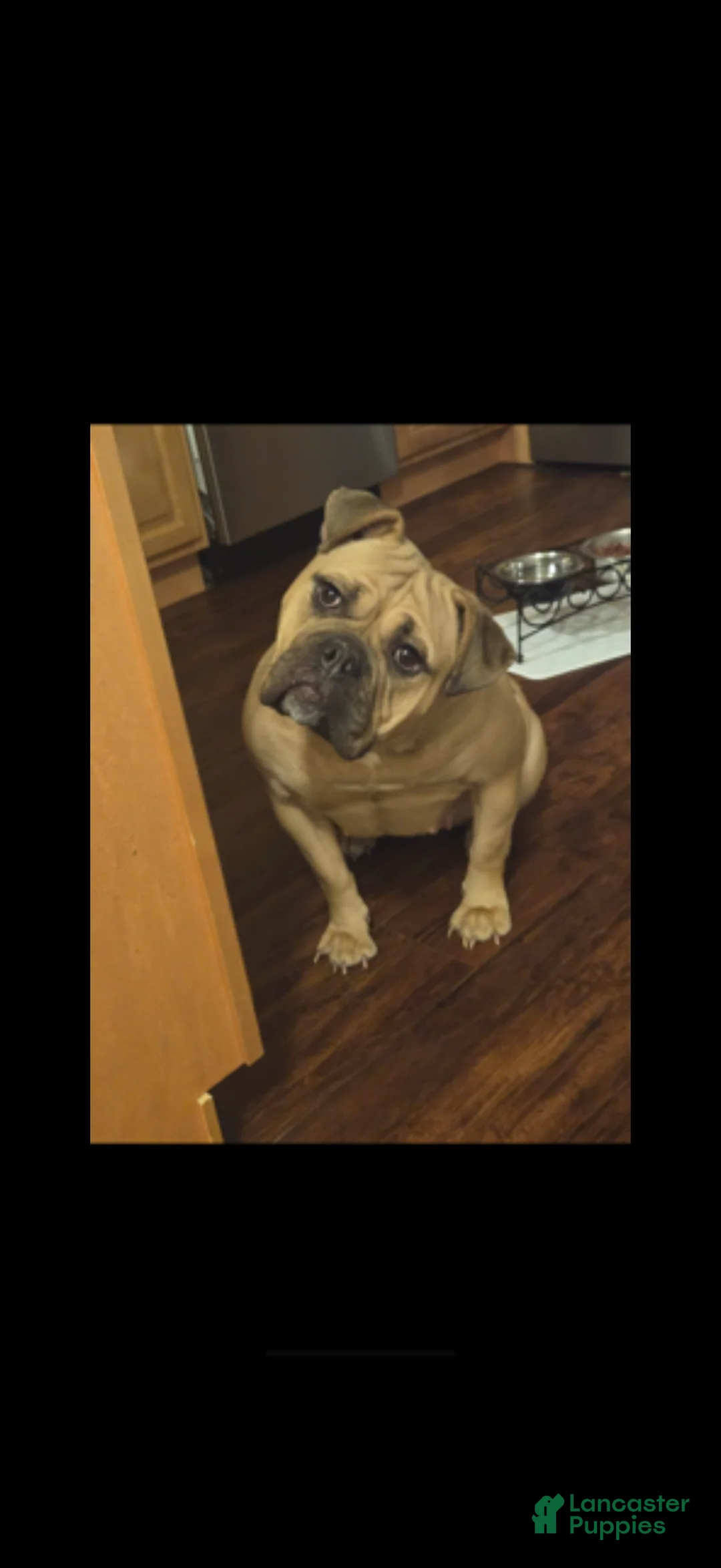 Olde English Bulldogge dogs for sale: Olde English Bulldogge 1 - Ad 3