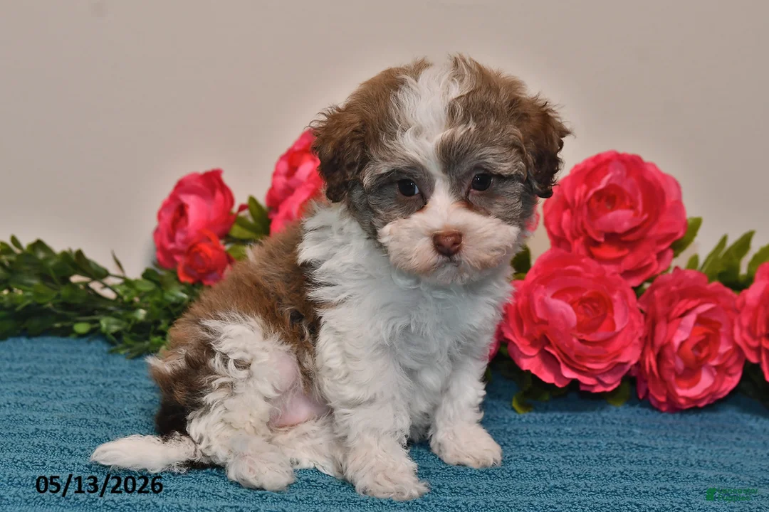 Havanese dogs for sale: Sasha - Ad 2