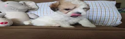 Maltipoo dogs for sale: Teddy - Ad 10
