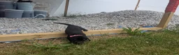 Labrador Retriever dogs for sale: Black Female (Pink) - Ad 8