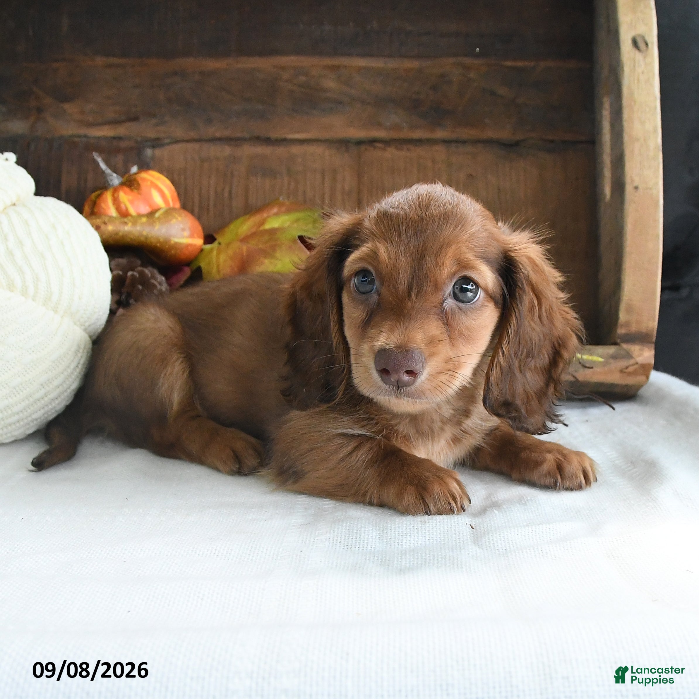 Miniature Dachshund dogs Trey - Ad 2