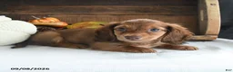 Miniature Dachshund dogs for sale: Trey - Ad 2
