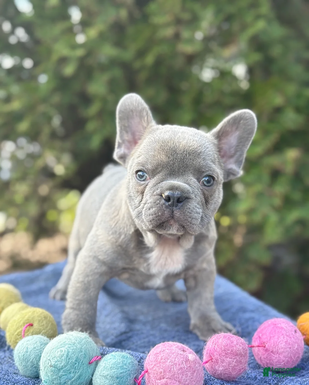 French Bulldog dogs for sale: Bubba - Ad 1