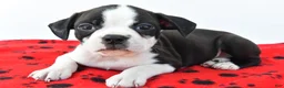 Boston Terrier dogs for sale: Rex - Ad 5